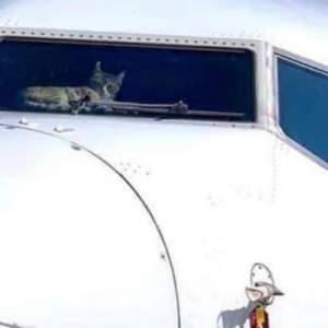 Avião do gato
