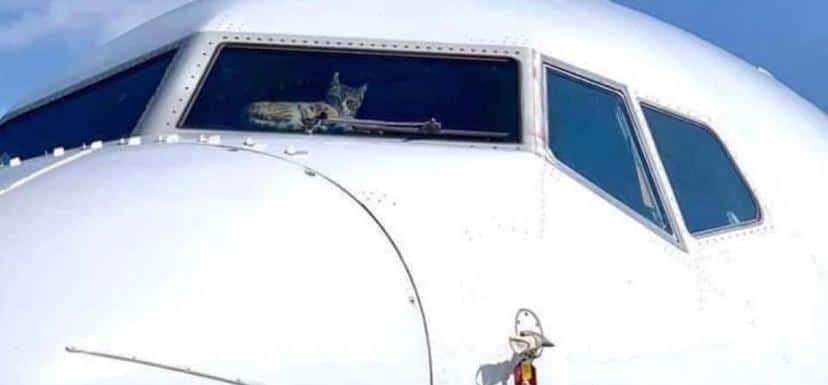 Avião do gato