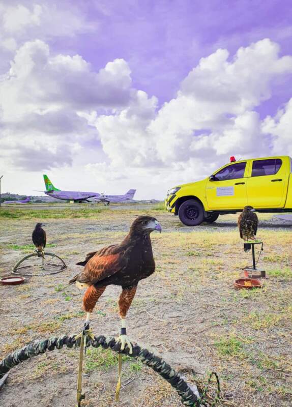 Aeroporto de Recife equipe de fauna Aves de Rapina