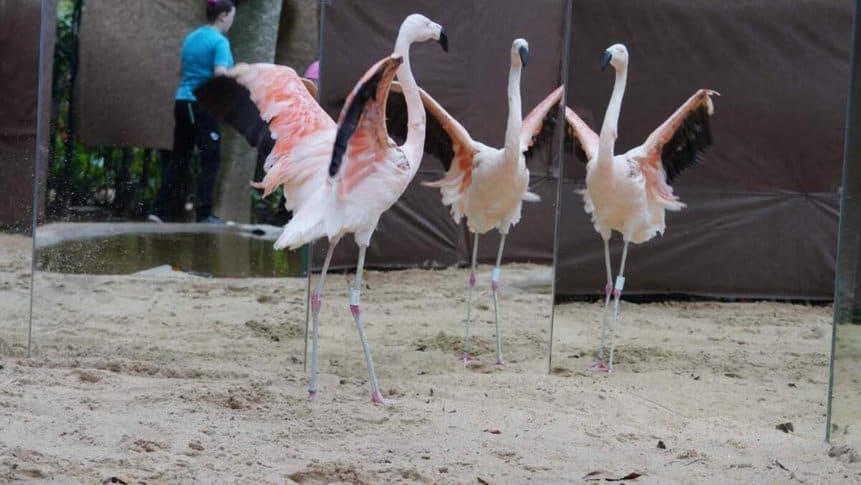 LATAM Avião Solidário Flamingos
