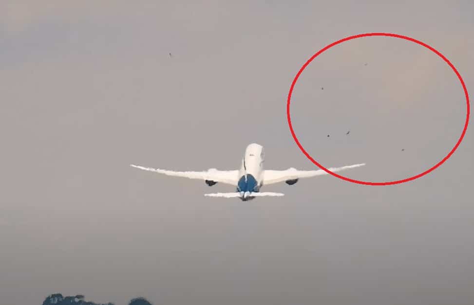 Avião bando pássaros Aeromexico aeroporto de Guarulhos
