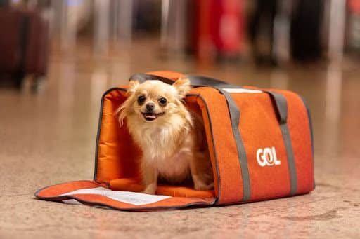 GOL GOLLOG animal transport dog Juca