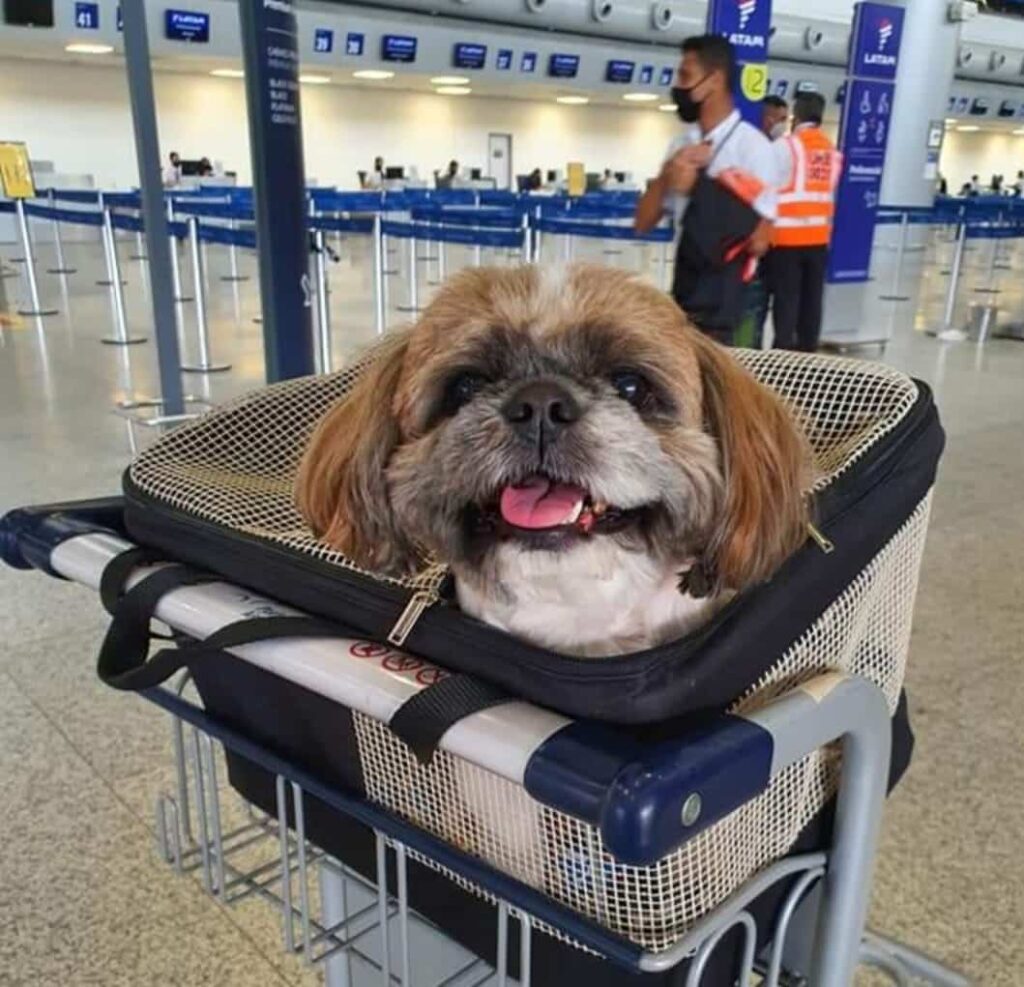 Entidades Do Setor A reo Lan am Guia Para Transporte Seguro De Animais entidades-do-setor-a-reo-lan-am-guia-para-transporte-seguro-de-animais